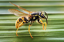 Vespula germanica (Vespidae)