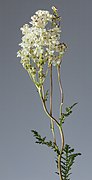 Filipendula vulgaris.