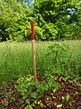 Jungbaum der Unterart visianii, Kultivar aus Wildsammlung im Orjen im Botanischen Garten Nymphenburg in München.