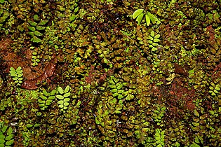 fougère (Adiantum lunulatum)