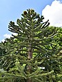 Araucaria, una autentic fòssil vivent