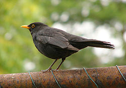 Turdus merula