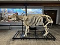 Hippopotamus skeleton