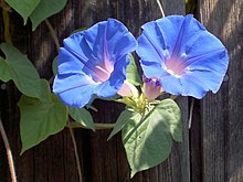 Blue flowers