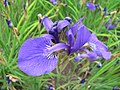 Iris del Japó Ayame (Iris sanguinea)