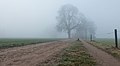 Lochemse Berg, los árboles en la niebla en el Hoge Enk