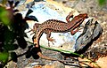 Alborz lizard