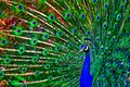 Portrait of peacock