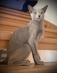 Russian Blue S.Koroleva Windy of Rebella.jpg