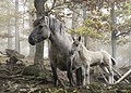 Caballos salvajes en el parque de atracciones de Erlebnispark Tripsdrill, cerca de Cleebronn, Alemania. Por Brackenheim.