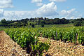 Typischer Weinberg bei Châteauneuf-du-Pape. Im Hintergrund das historistische Château des Fines Roches.