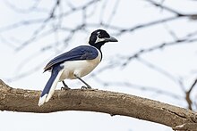 A white-tailed jay with white spots above and below eyes and a purplish blue back