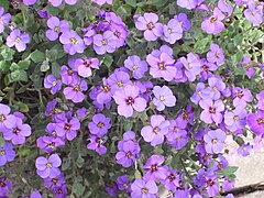 Description de l'image Aubrieta deltoidea 1.JPG.