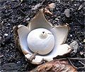 a stella (Geastrum fimbriatum)