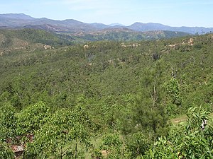 Eucalyptus alba dominiert das Land, dessen Lehmböden durch Regenfälle weggewaschen wird.