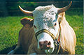 When cattle have eaten, they often lie down to re-chew the grass they have swallowed.