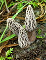 Morchella Tridentina