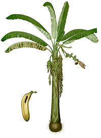 Musa acuminata