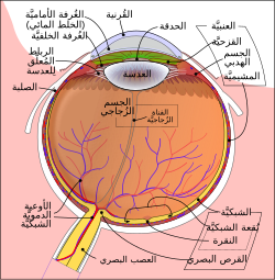 Schematic diagram of the عين الإنسان.