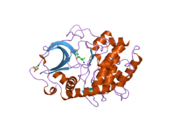 2gnj: PKA three fold mutant model of Rho-kinase with Y-27632