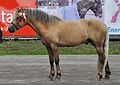 Photo d'un cheval de profil de profil présenté en filet à l'arrêt.