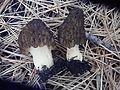 Morchella eximia