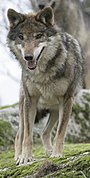 Canis lupus