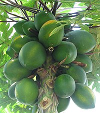 Tropska papaja (Carica papaya)