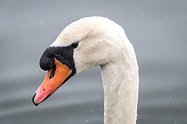 Gulbė nebylė (Cygnus olor)