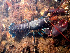 Homarus gammarus (familia dos nefrópidos)