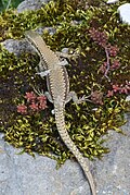 Lézard en train de muer (Bourgogne)