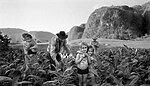 Tobacco Harvesting, Valle de Viñales, Kuba (2002)