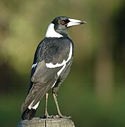 G. t. terraereginae Queensland