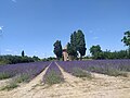 Oratorio San Guido e fioritura lavanda