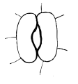 disegno di uno stoma con cellule di guardia reniformi (tipo Amaryllis)