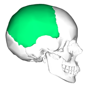 Parietal no crânio.