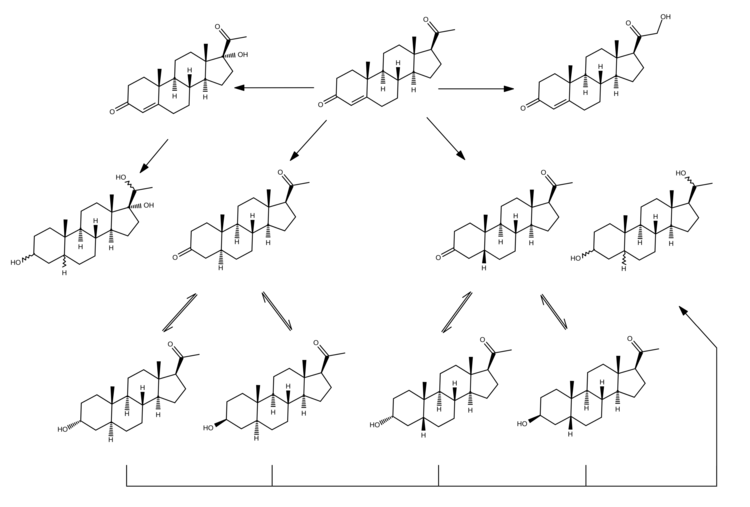 Progesterone metabolism