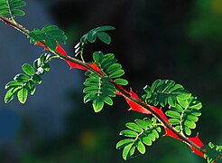 Rosa sericea, conhecida pelos seus espinhos ornamentais.