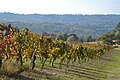 Vignes, Verneuil-sur-Vienne (18 octobre 2015)