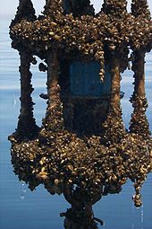 Encrusting a current meter, Lake Michigan