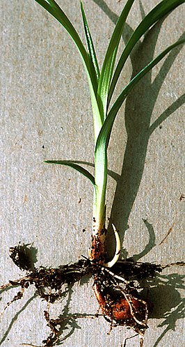 Knolcyperus