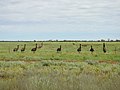 Mob of emus along the Goodooga Brenda Road (2021).