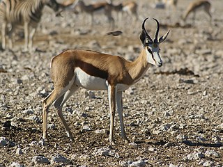 Springbok in die Nasionale Etoshawildtuin, Namibië