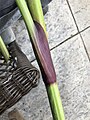 Purple-stemmed Angelica (Angelica atropurpurea) found near Winona, MN, USA. The green stem has a vibrant wine-purple sheath around the stem where it branches