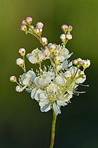 Fleurs de spirée filipendule, vers Kulna (Keila) en Estonie.