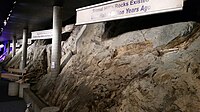 Johnson Geo Centre exposure of the Upper Precambrian Gibbett Hill Formation, a greenish gray sandstone, siltstone and tuff