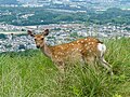 二重目から望む奈良市街。遠景に元・奈良少年刑務所。