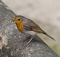 Primer plano de un ejemplar adulto de petirrojo europeo (Erithacus rubecula) tras una fructuosa sesión de caza en Múnich, Alemania. Por Poco a poco, encuadre mejorado por Colin.