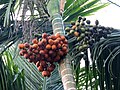 Frutos de isla Havelock, Andamán, India