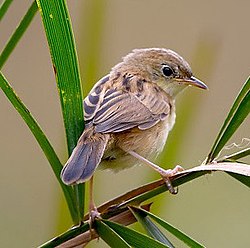 Gyldenhovedet cisticola, Cisticola exilis